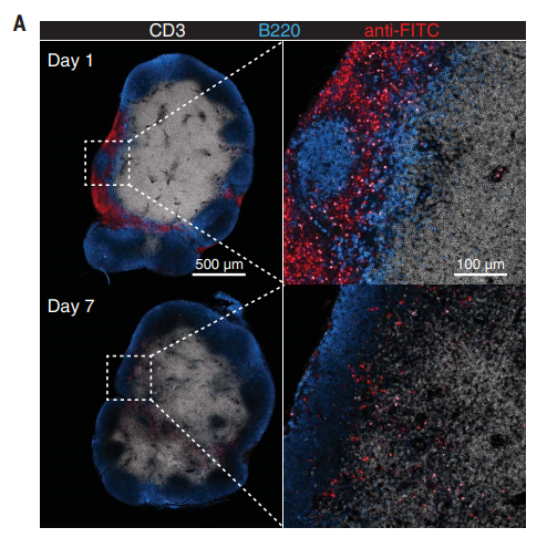 ▲疫苗成分会在淋巴结集结,并刺激CAR-T细胞(图片来源:DOI: 10.1126/science.aav8692)