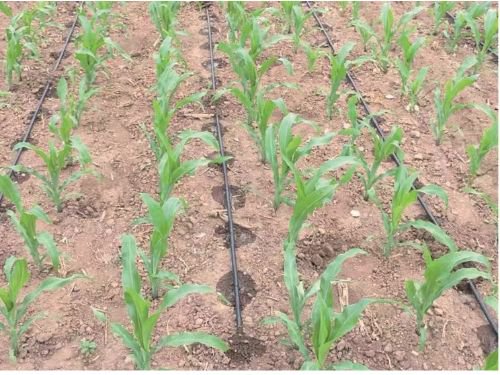 示范区玉米田通过滴灌管道进行浇灌. 资料图