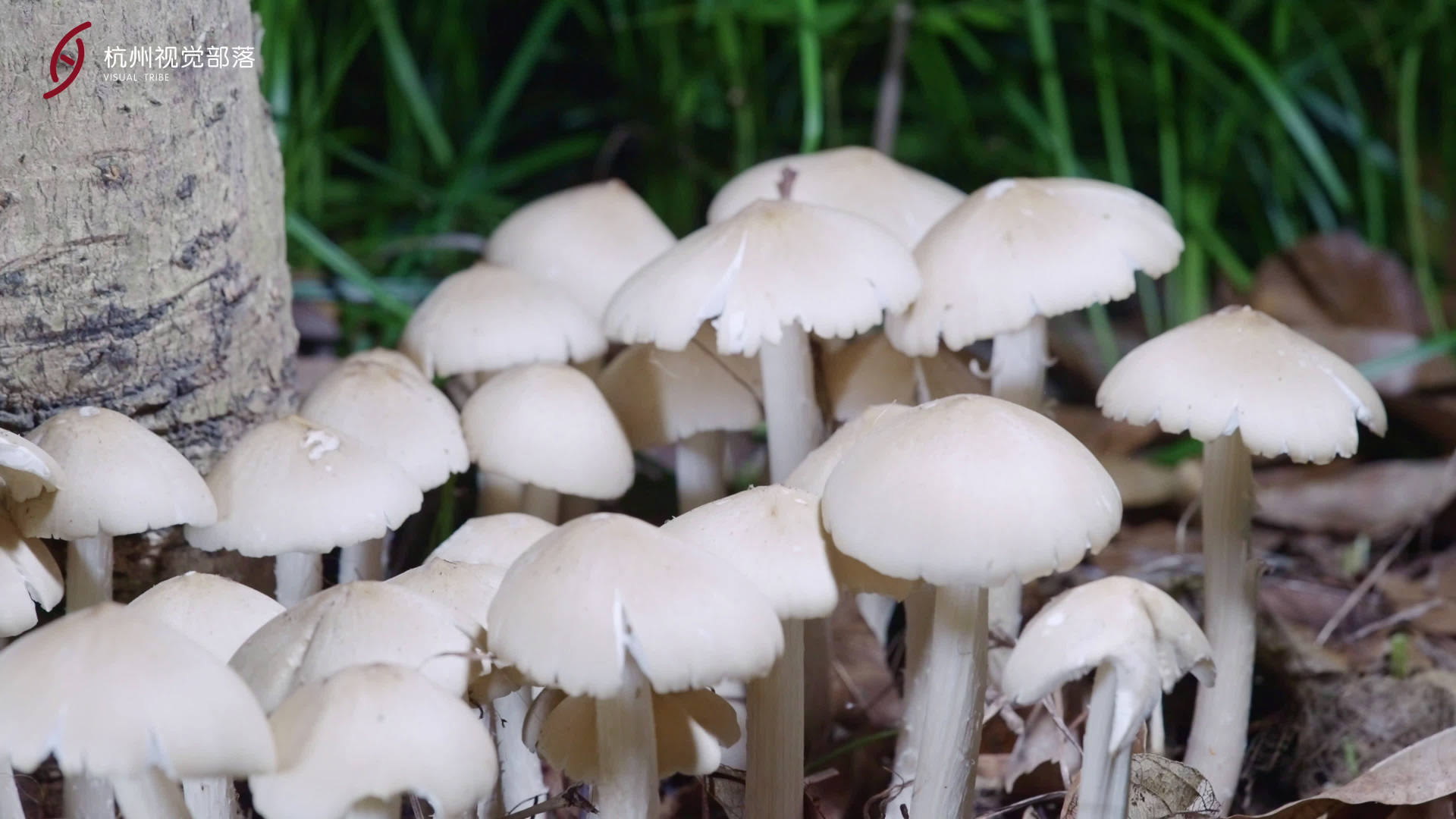 鸡枞菌 | 美味野生菌|野生菌_新浪新闻