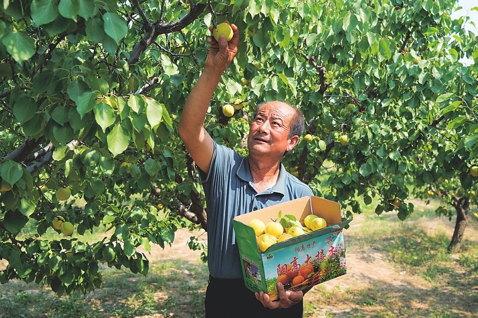 阳高县东小村镇上马涧村杏园里,杏农在采摘杏果.本报记者翁剑摄