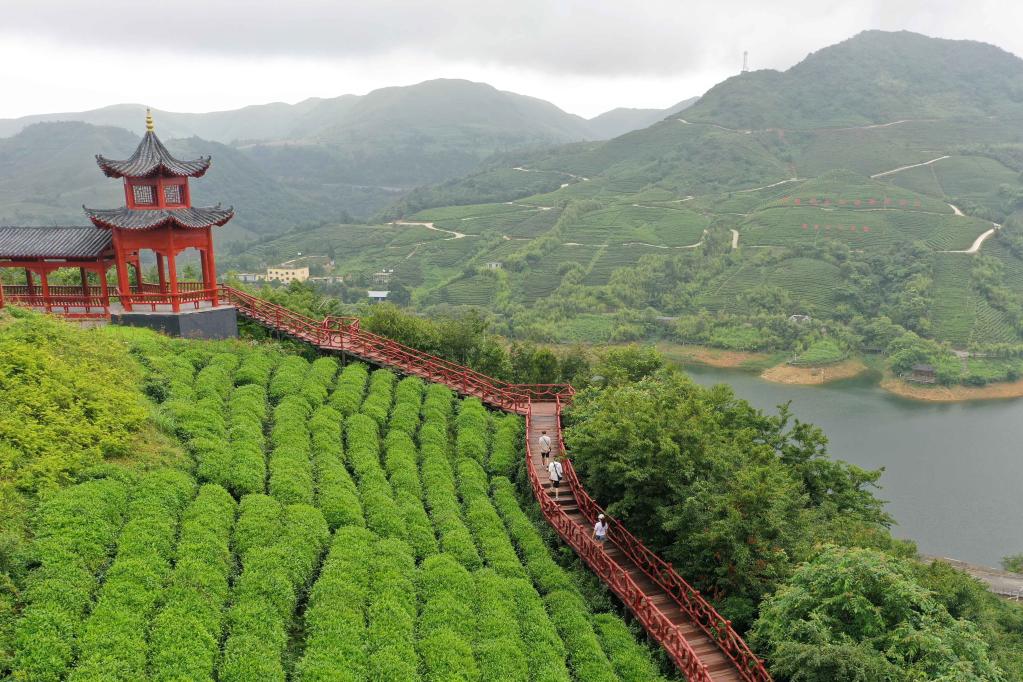 7月1日,游客在贵州都匀市毛尖镇坪阳村茶山游玩(无人机照片).