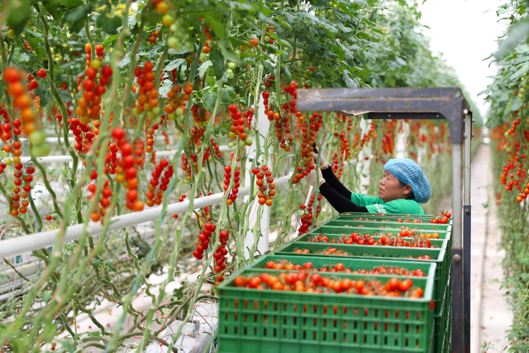 7月9日,在青岛莱西市一家智慧农业产业园,工人正在采摘西红柿.
