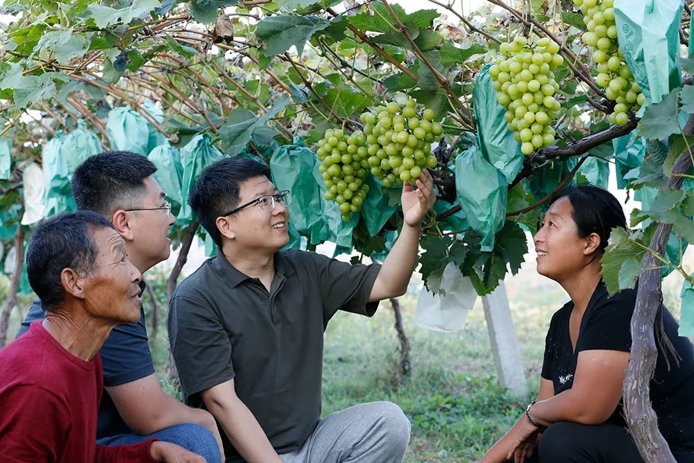 在山东省农科院招远科技示范园挂职的葡萄专家为大户庄园葡萄种植户介绍绿色高效栽培技术。受访者供图