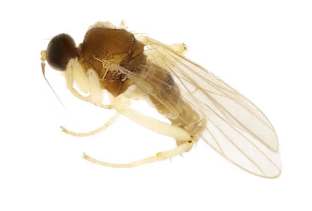 这是九曲溪黄隐肩舞虻形态特征图.(武夷山国家公园科研监测中心供图)