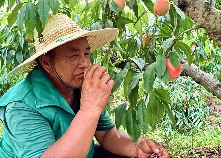 大棚基地内,果农正在采摘南汇水蜜桃(摄影:邓静)