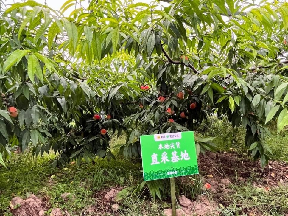 美团买菜"本地尖货"南汇水蜜桃源头直采基地(摄影:邓静)
