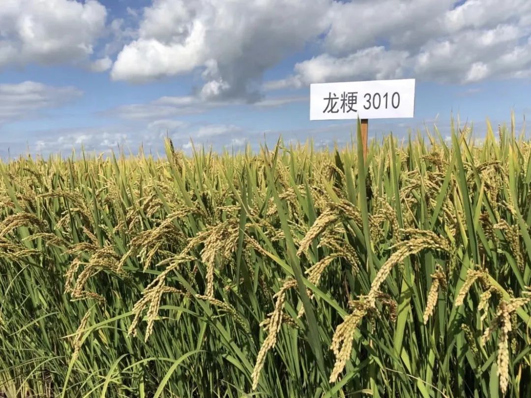 水稻种植技术革新：绿色高效的探索之路