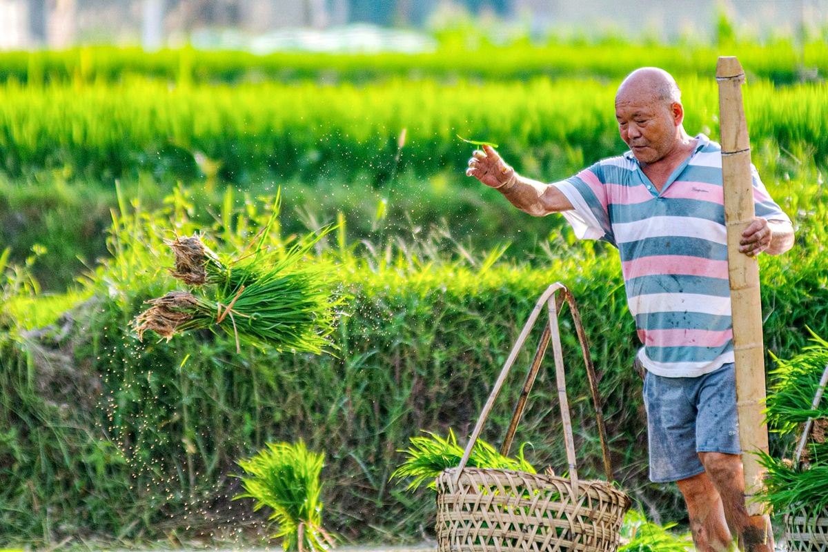 7月11日,湖南娄底,在双峰县井字镇花山村,农民在田间劳作.