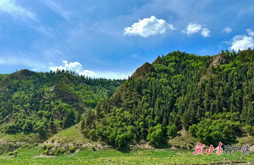 &nbsp; &nbsp; &nbsp; &nbsp;祁连山北麓武威市境内林区,林草丰茂.