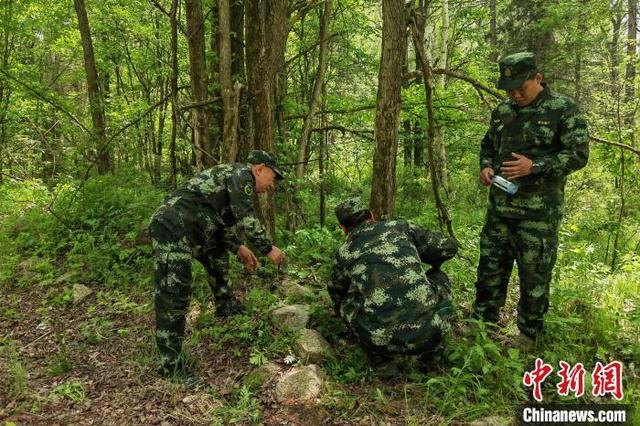 东北虎"完达山1号"再现身 体格较之前更健硕|东北虎_新浪财经_新浪网