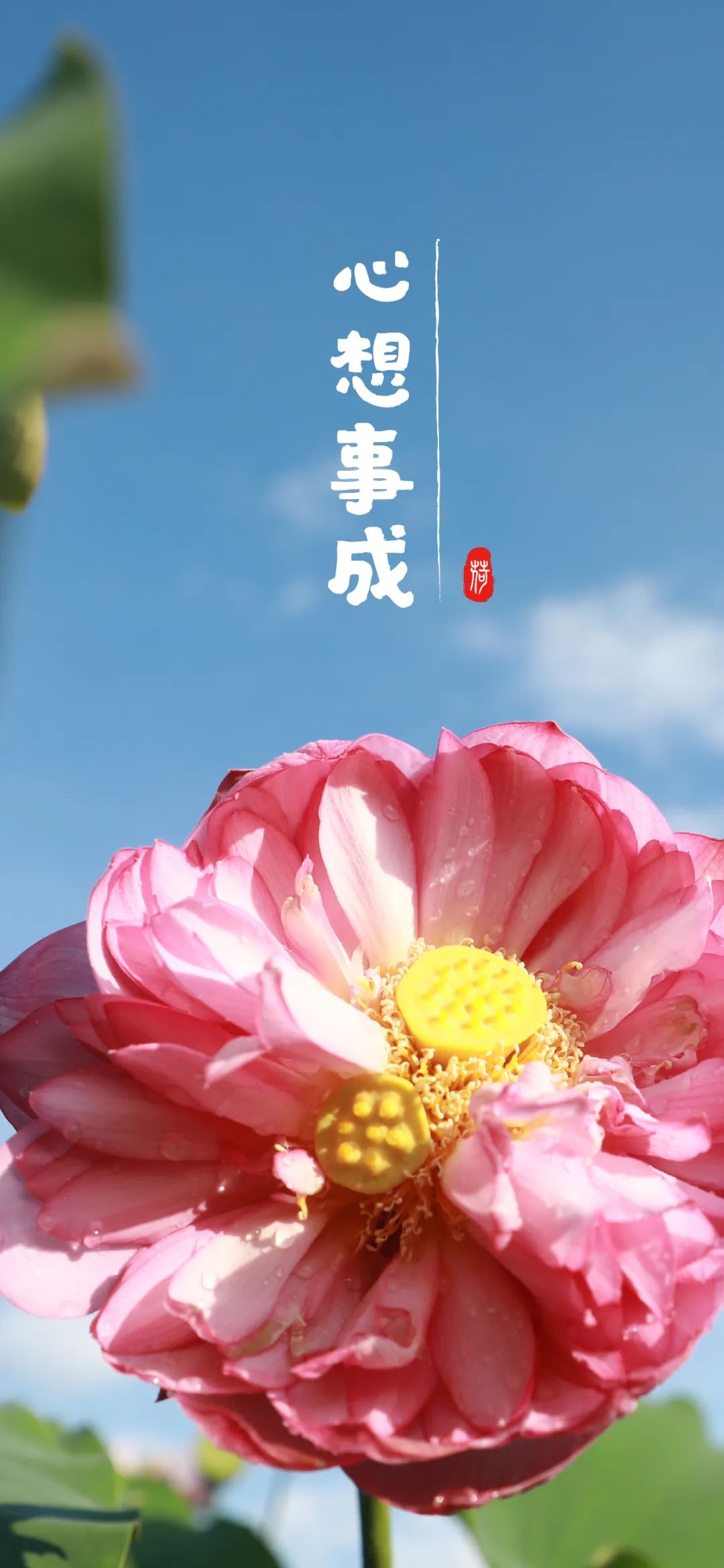 妈妈最爱!云报应粉丝呼声推出荷花系手机壁纸|云南省_新浪财经_新浪网