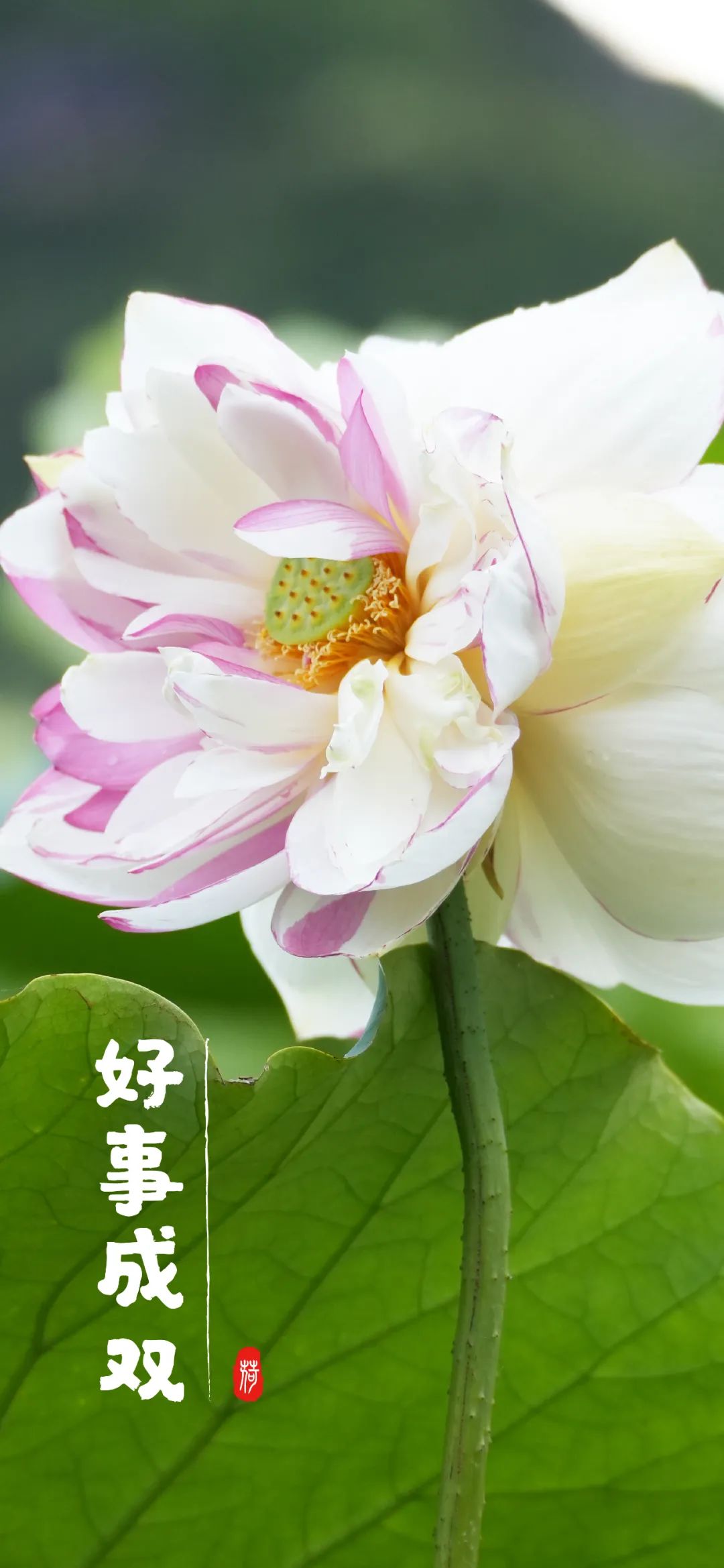 妈妈最爱!云报应粉丝呼声推出荷花系手机壁纸