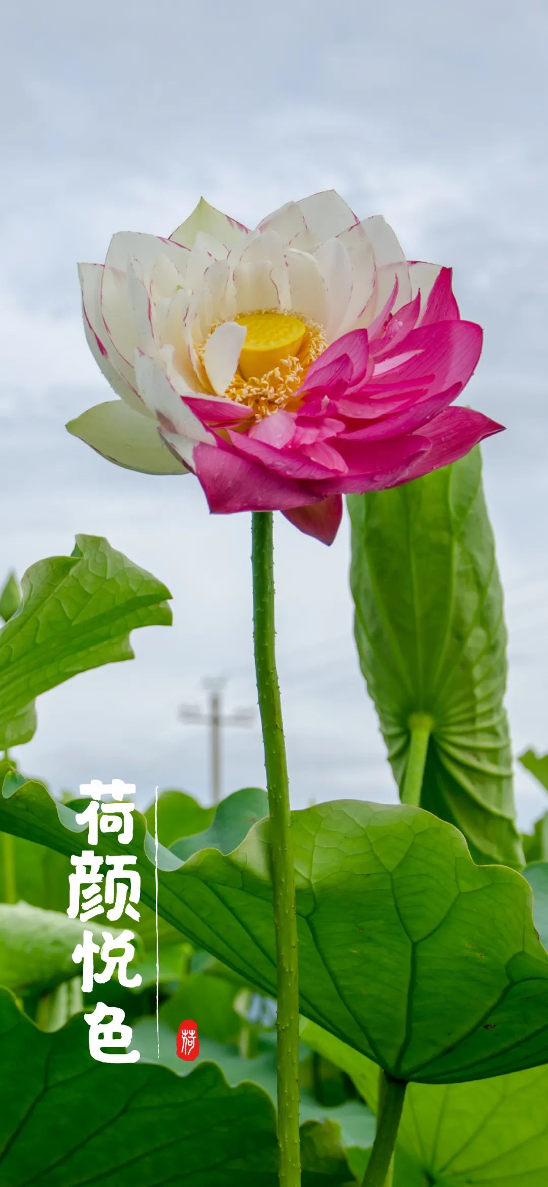 妈妈最爱!云报应粉丝呼声推出荷花系手机壁纸|云南省_新浪财经_新浪网