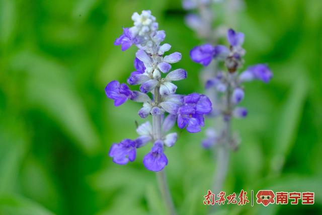 紫蓝色的鼠尾草