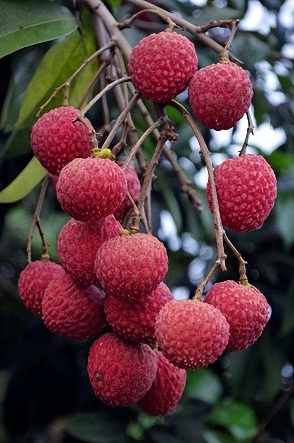 一颗小红果如何成就一个大产业?广西科研人员选育优品推动荔枝品质提