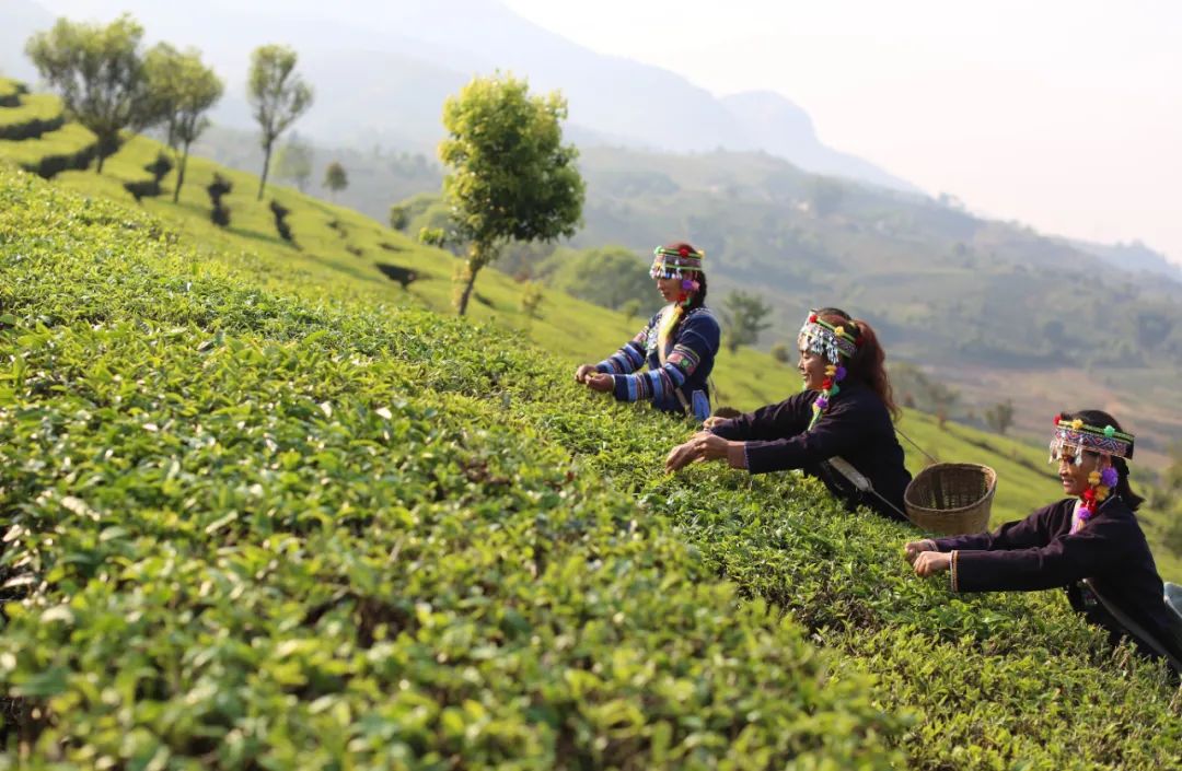 普洱市宁洱哈尼族彝族自治县茶农采摘茶叶 资料图