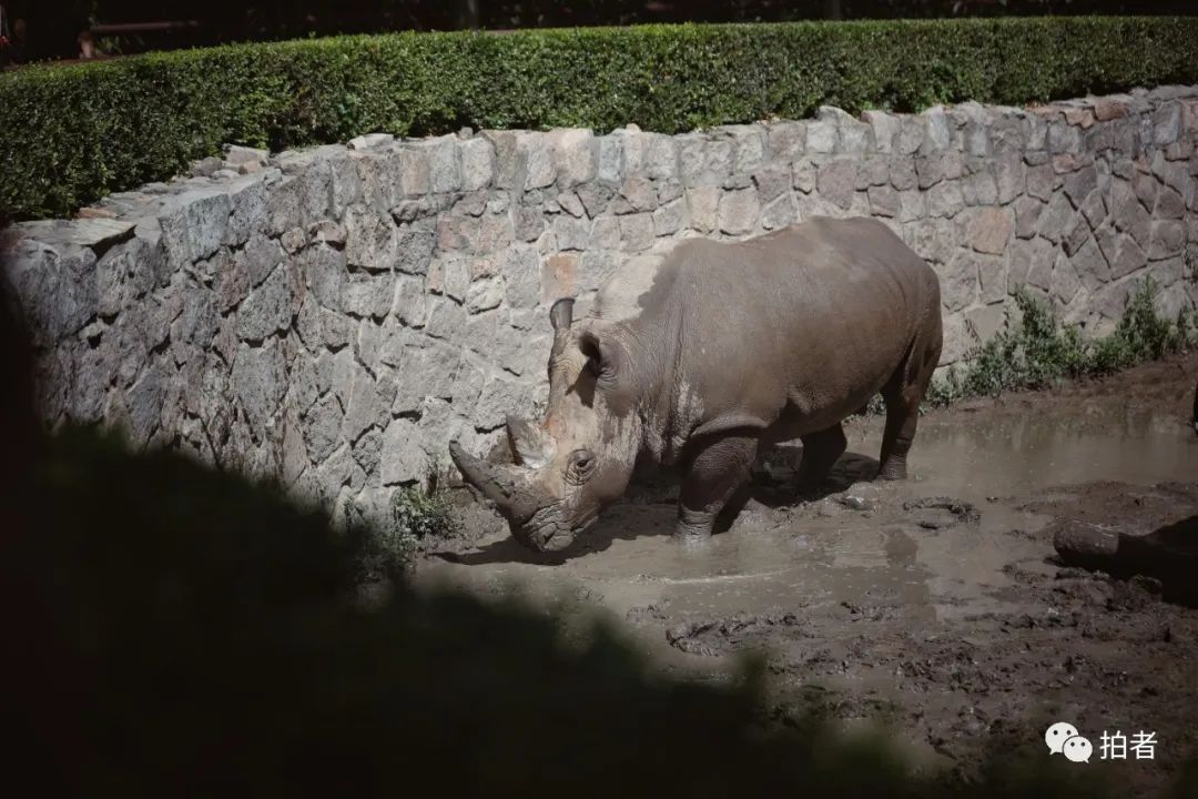 7月14日,北京动物园,犀牛在洗泥浴.