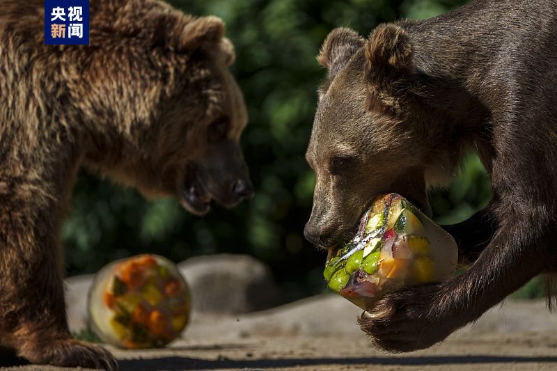 当地时间13日,西班牙马德里动物园的棕熊吃冰降温.