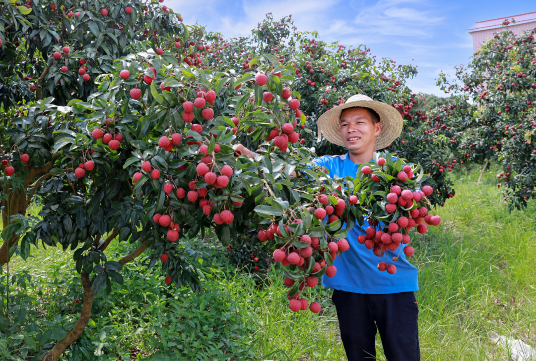 工作人员在采摘荔枝.