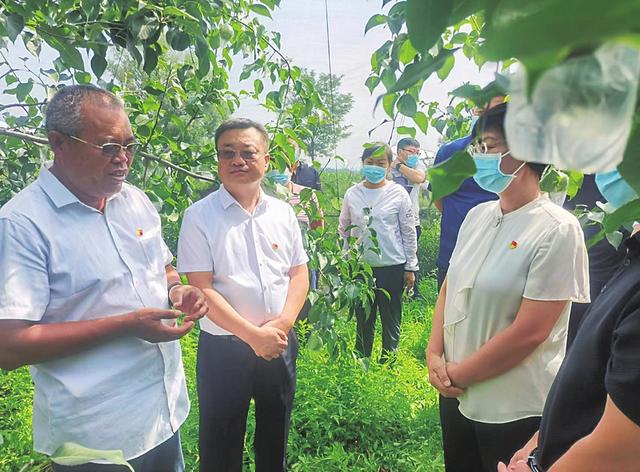 杨林祥向隰县县委书记李俊平汇报玉露香梨生产情况.