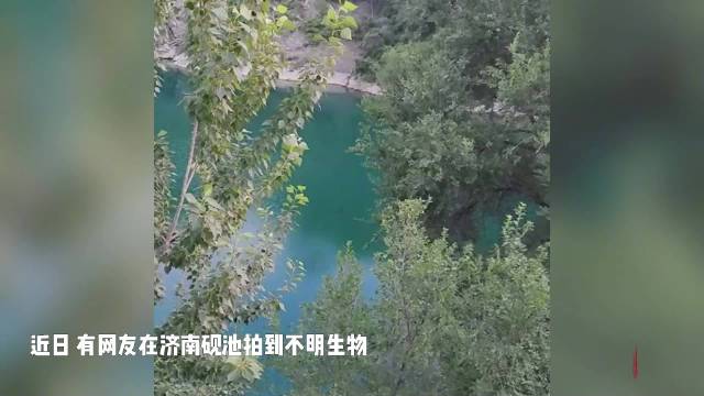 济南砚池拍到的不明生物是什么？跟着镜头探秘济南砚池水下世界|济南市|不明生物_新浪新闻
