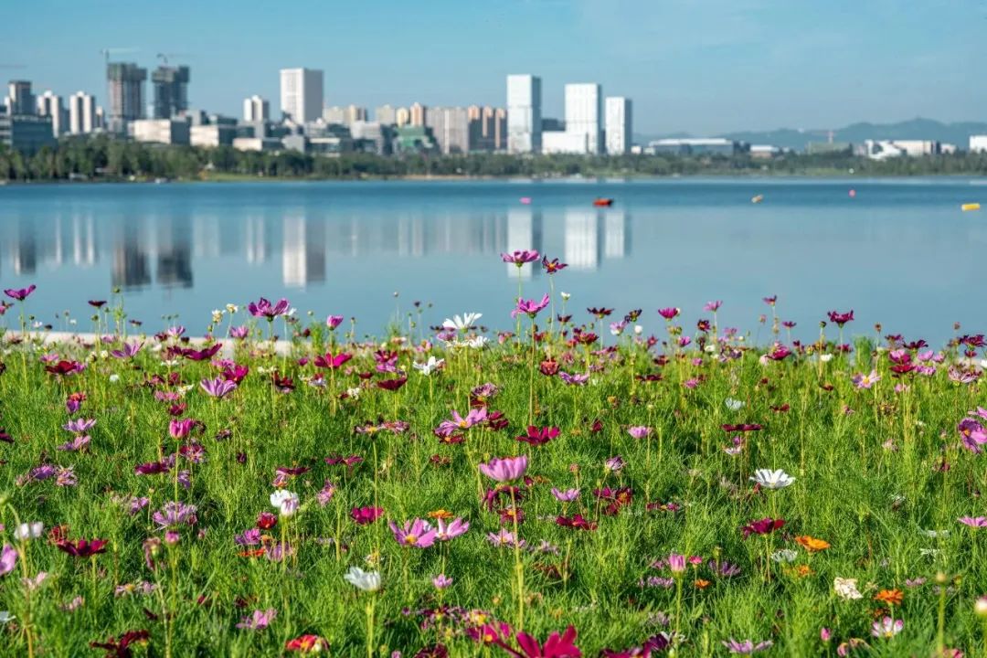 开启美颜模式 四川天府新区"花式"迎大运|四川省_新浪财经_新浪网