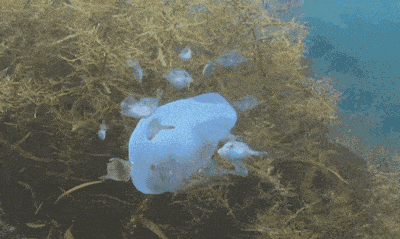 捕食中的海月水母。（图/YouTube)