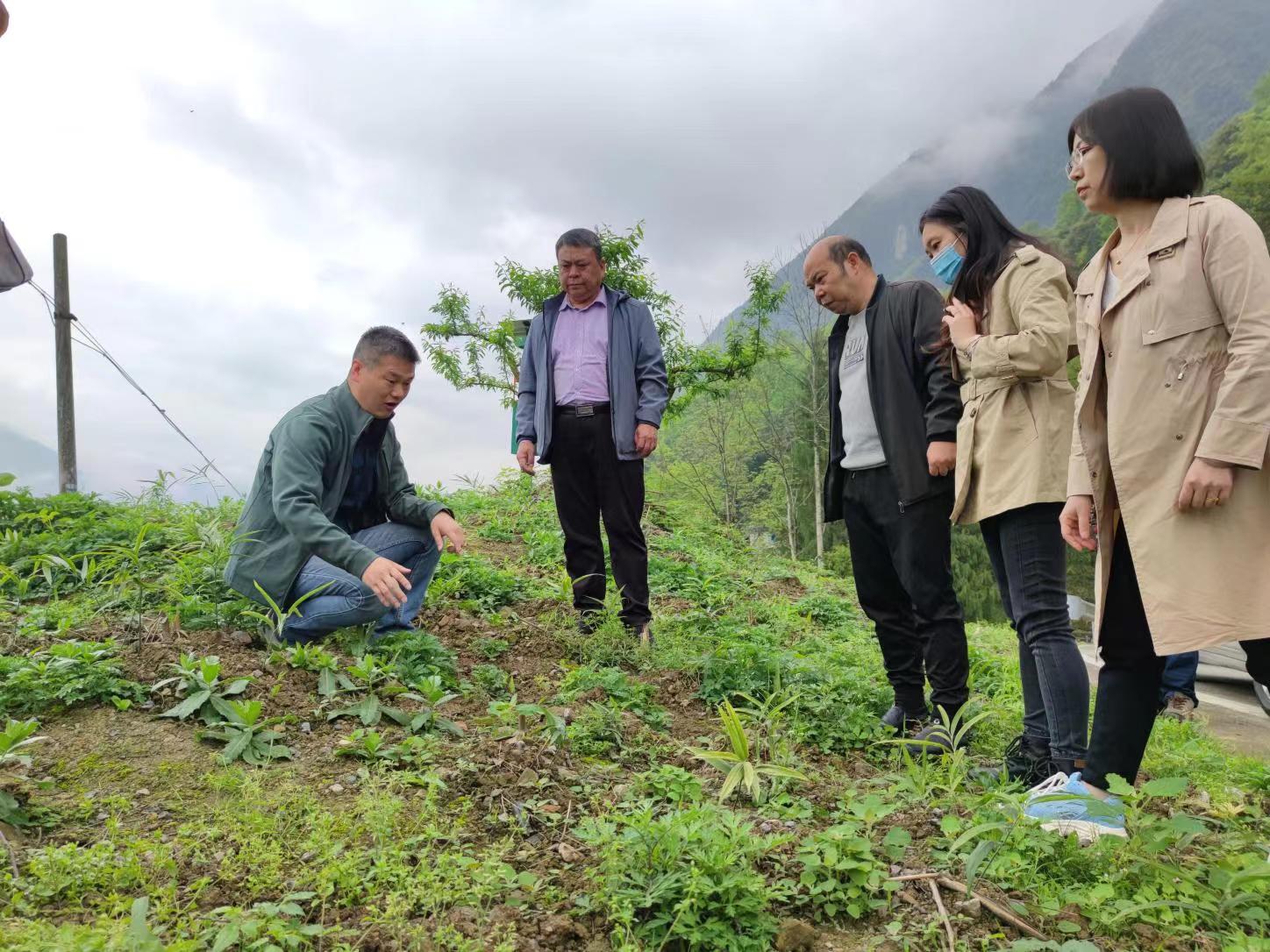 刘春山(左二)在中药基地指导种植.重庆市生产力中心供图