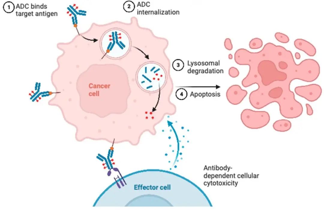 adc的可能耐药机制