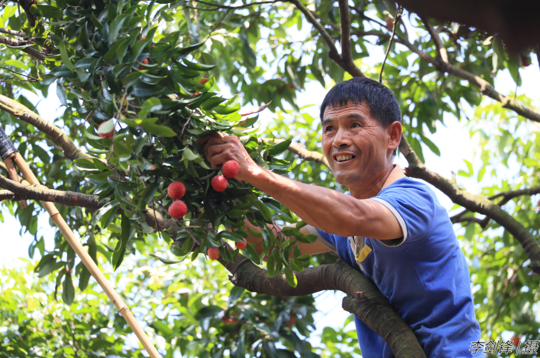 果农在采摘百年老树荔枝