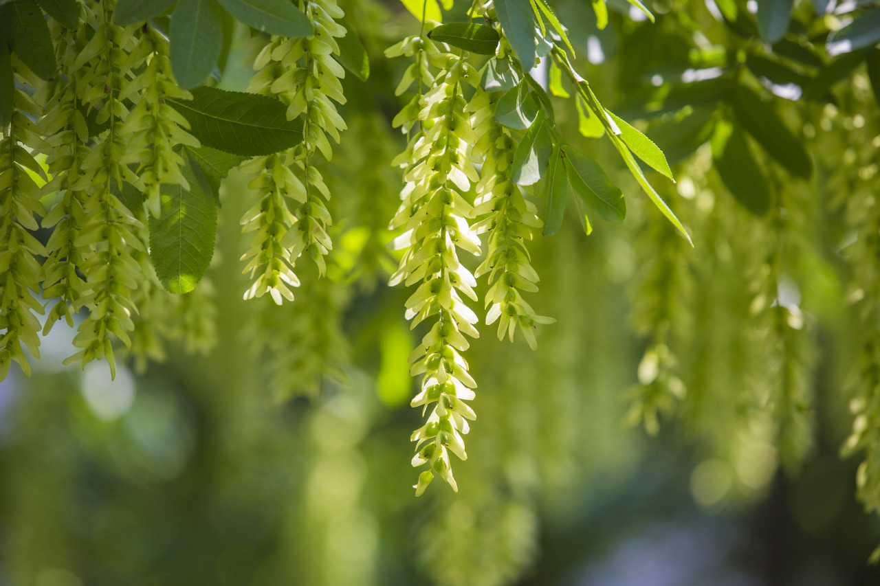 社教|夏日园林的"风铃"——枫杨|杨万里_新浪财经_新浪网