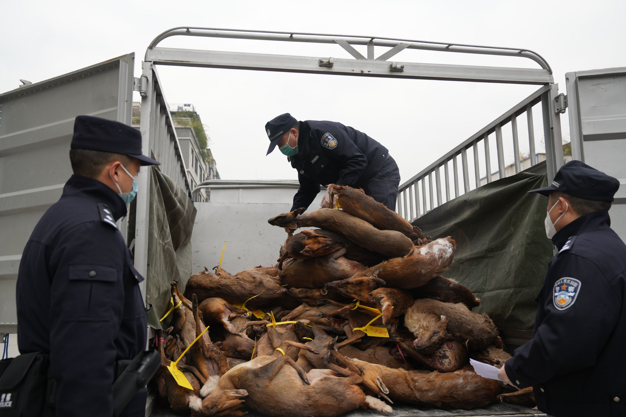 重庆巫溪警方破获一特大跨省非法狩猎,收购,出售野生动物案.