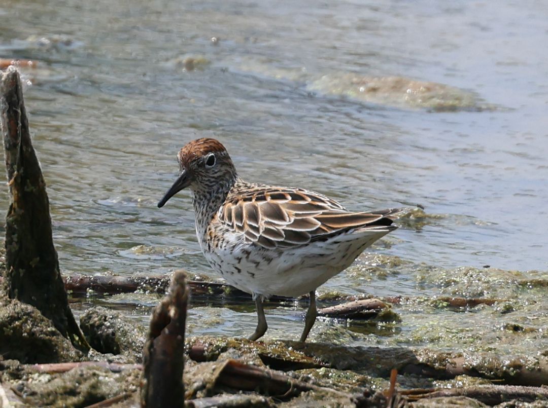 白洋淀新发现4种鸟类|河北省_新浪财经_新浪网