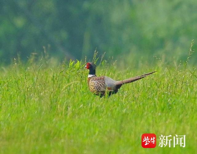 图为飞临幕府山的野鸡