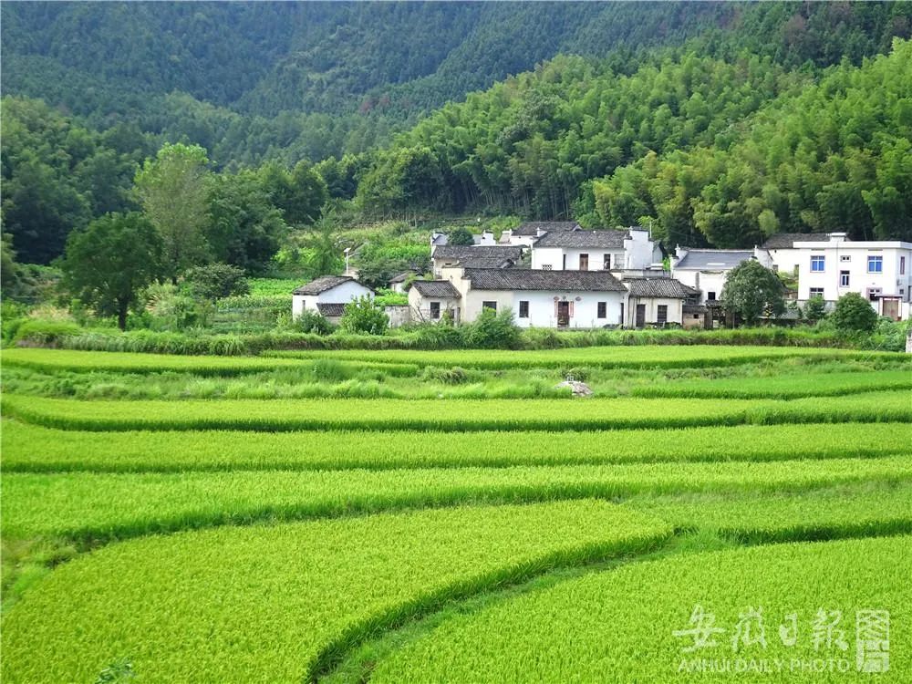 资料图:黟县碧阳镇丰梧村.(吴寿宜 摄)