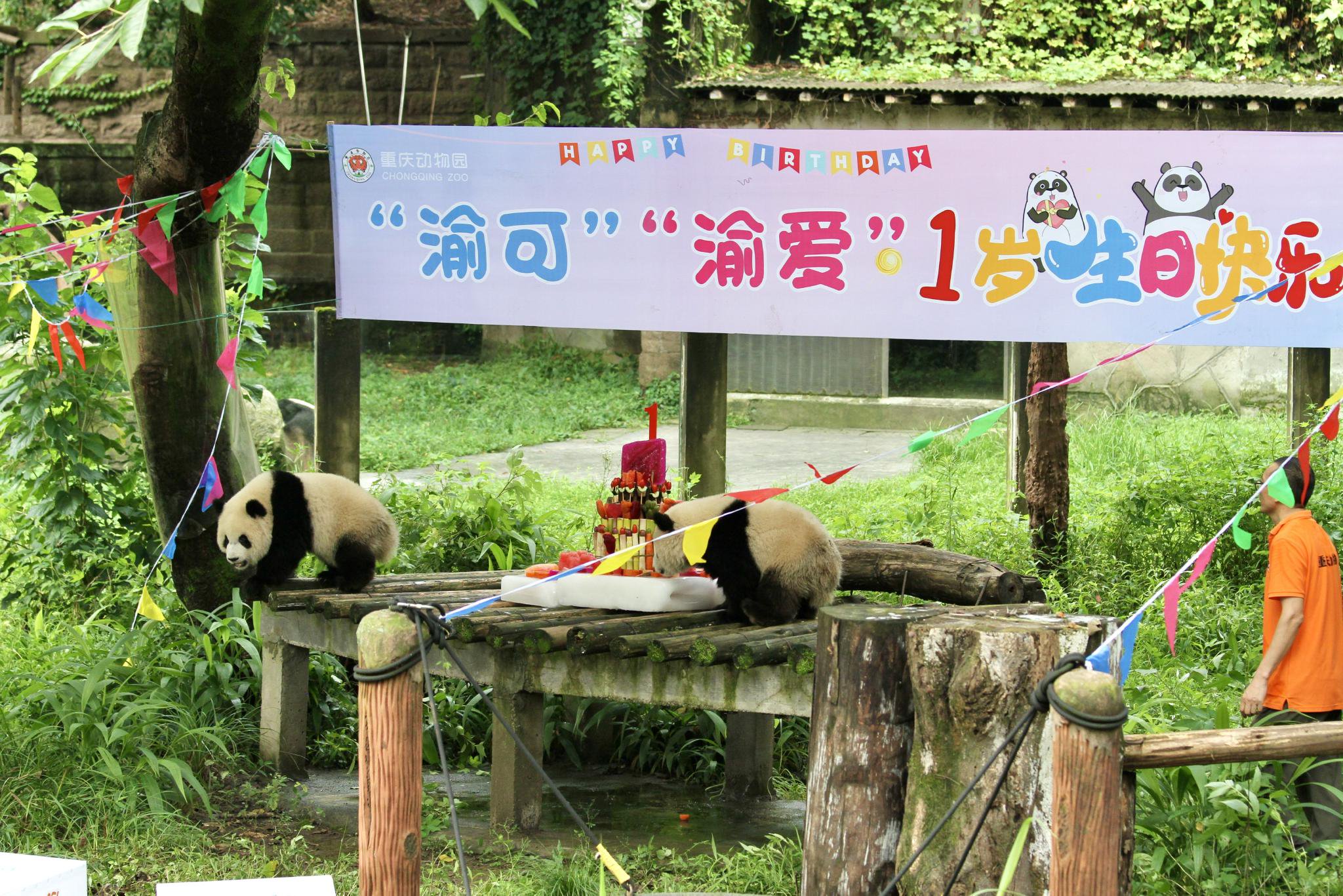 重庆双胞胎大熊猫“渝可”“渝爱”迎来一周岁生日|熊猫_新浪新闻