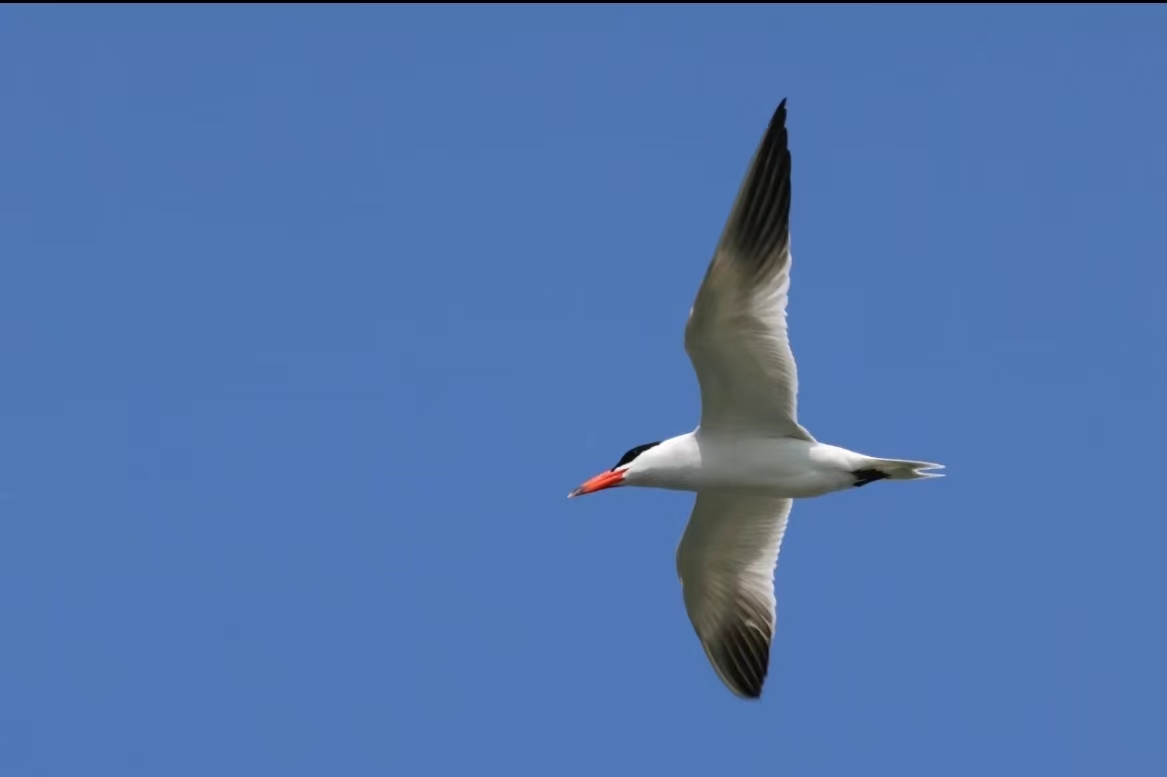 红嘴巨燕鸥.贾国永摄