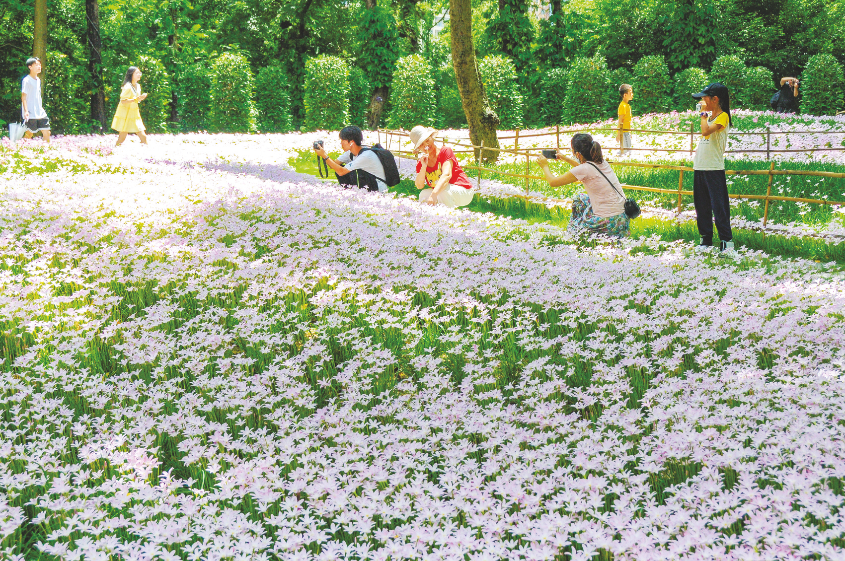 &nbsp;&nbsp;&nbsp;&nbsp;▲在南宁市人民公园,风雨兰花海美丽绽放