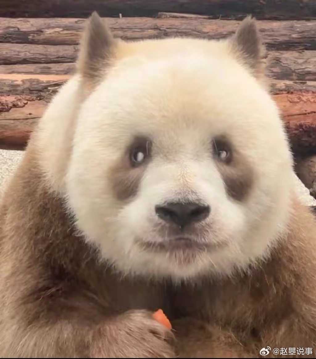 七仔为什么在熊猫界这么火🔥……|大熊猫|印象|陕西|黑色|白色_新浪新闻