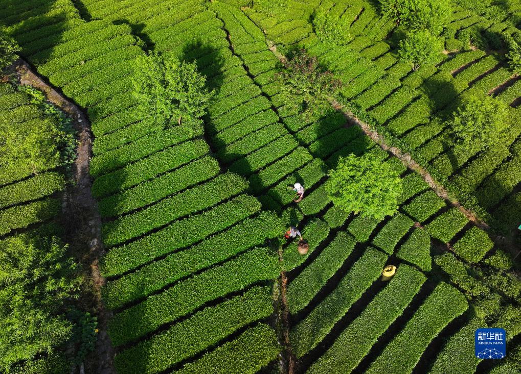 古人是如何过大暑的?...