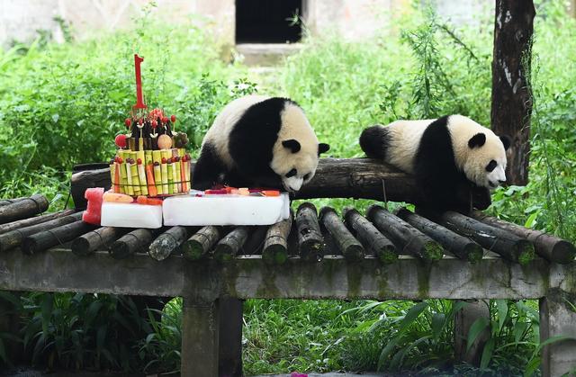 重庆动物园为大熊猫“渝可”“渝爱”举行周岁生日会|熊猫_新浪财经_新浪网