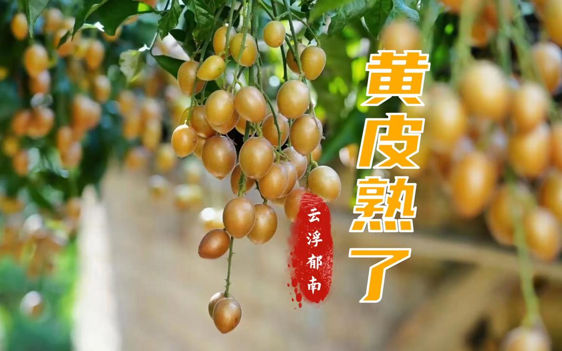 郁南seo网站优化