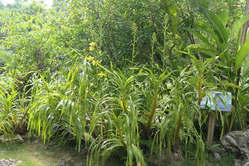 版纳植物园荫生园入口处的斑被兰。