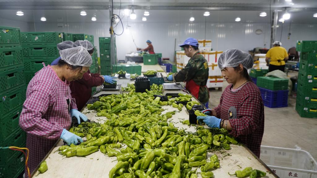 乡村振兴丨长江村里话振兴:一棵蔬菜种出乡村新图景_新浪财经_新浪网