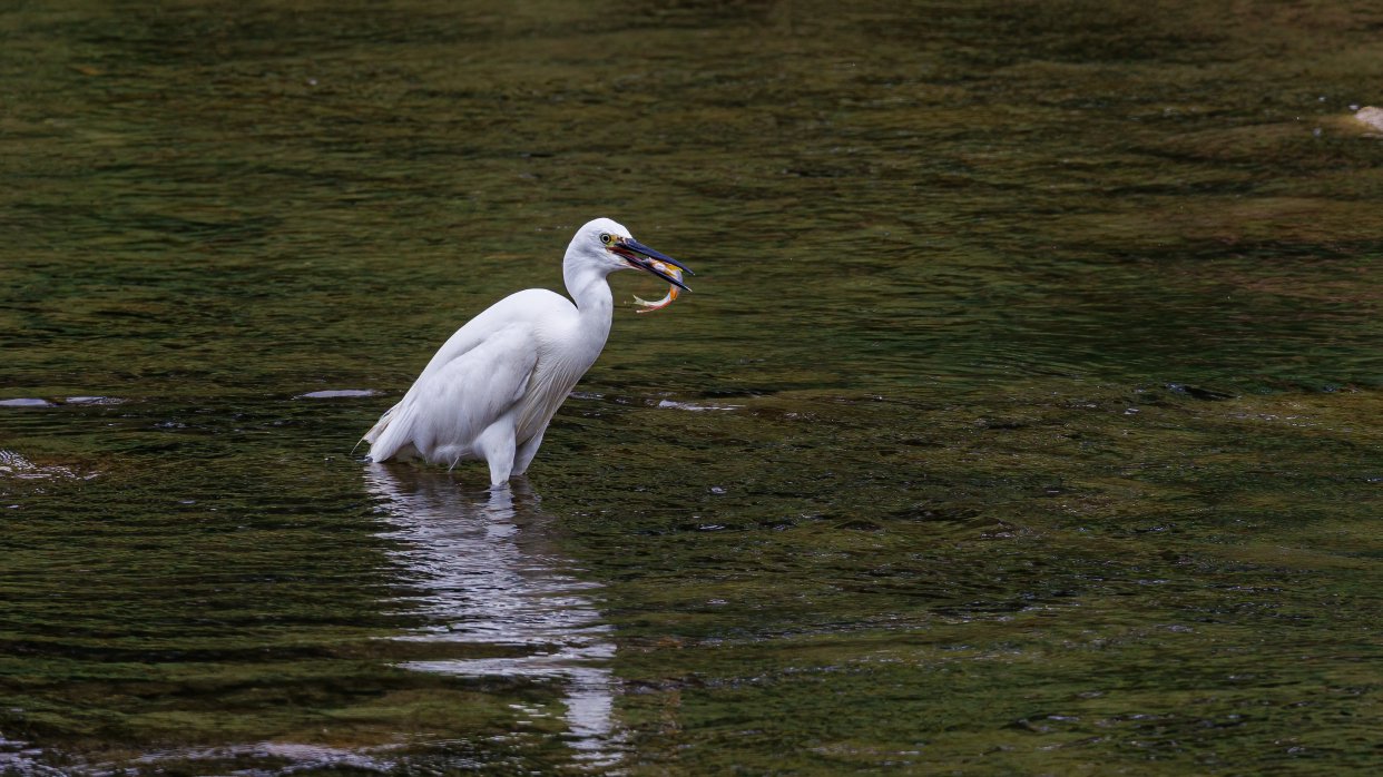 密云清水河上演白鹭捕鱼秀|白鹭_新浪财经_新浪网