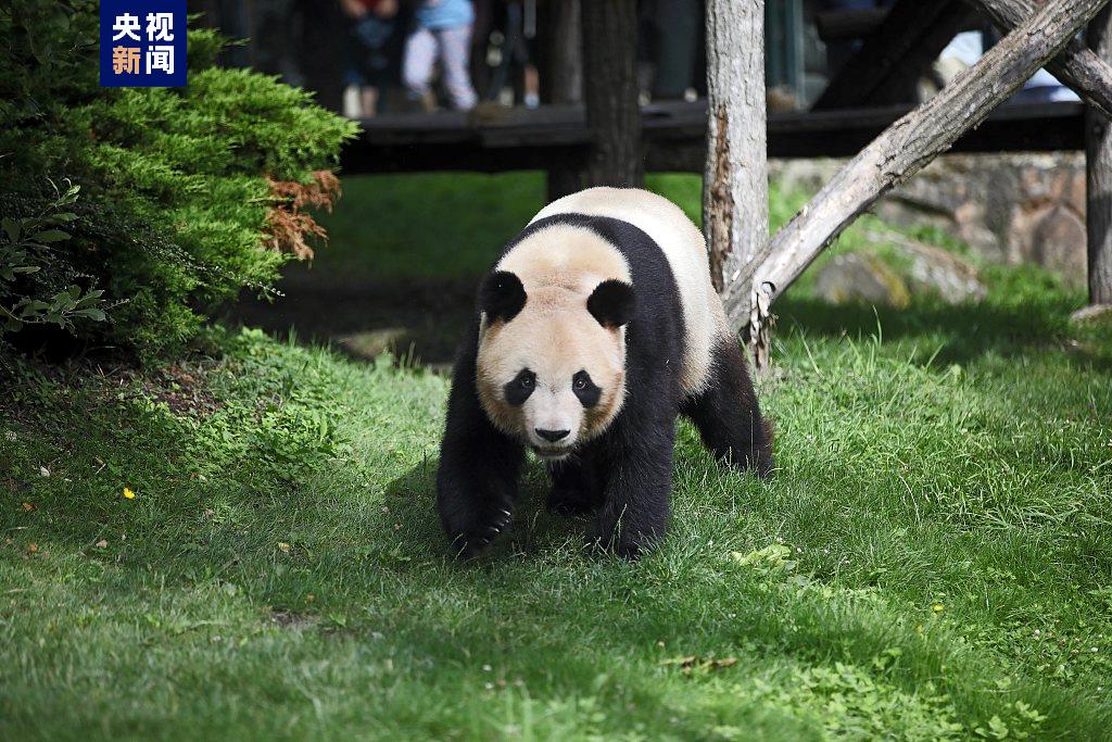 旅法大熊猫"圆梦"离开博瓦勒动物园,即将返回中国_新浪财经_新浪网