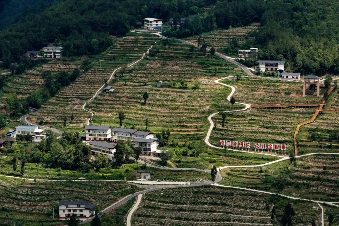 南江黄羊金银花银耳天然富硒茶大巴山下竟有这么多宝藏