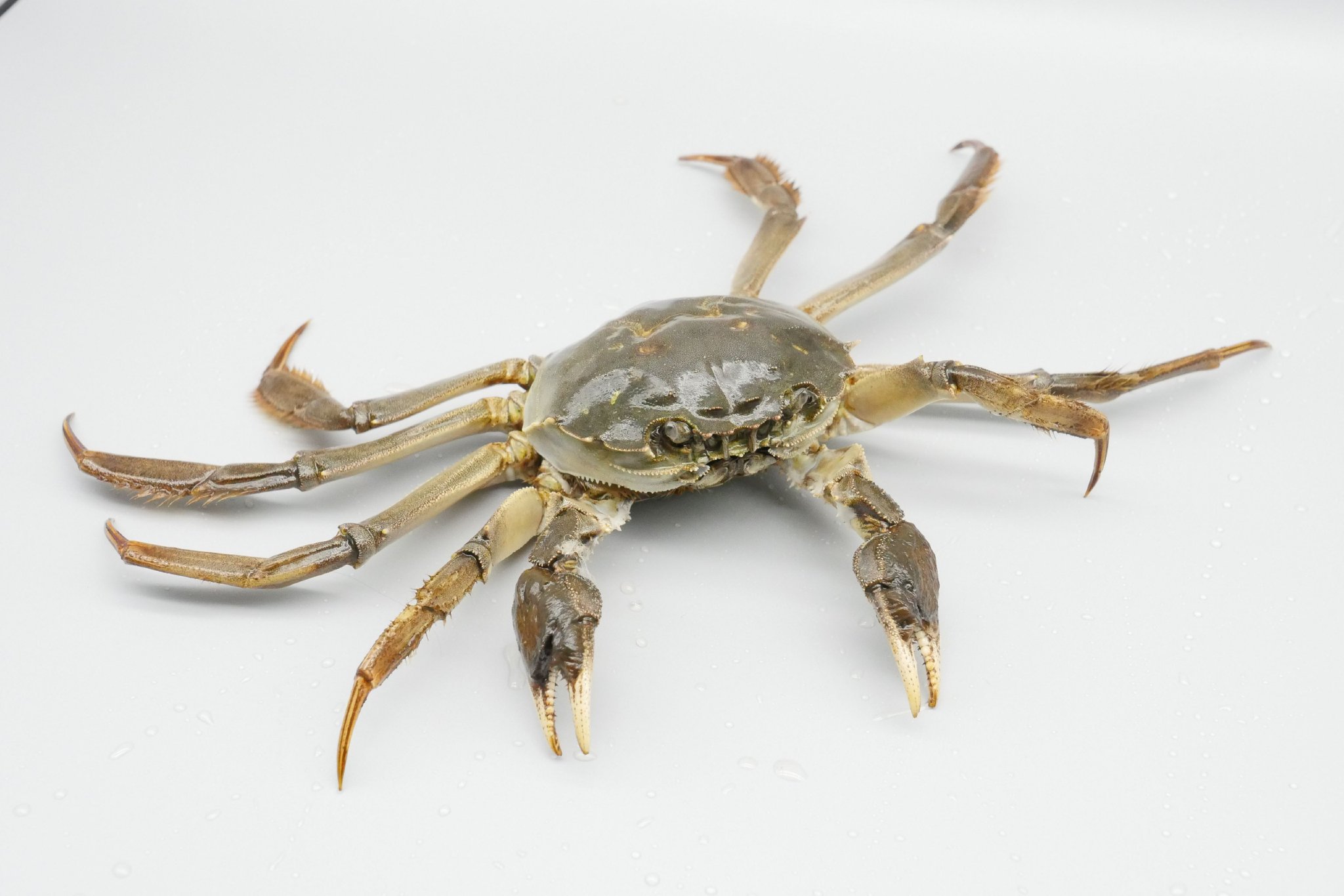 中华绒螯蟹"金农1号"68南京农业大学供图