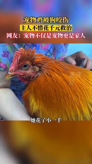 宠物鸡被狗咬伤主人花千元救治 医生：对别人来说可能只是食物……|宠物鸡_新浪新闻