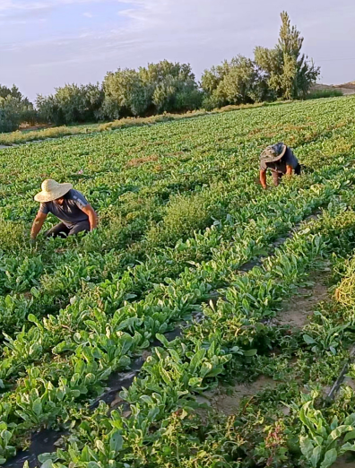 工人在若羌县瓦石峡镇吐格曼塔什萨依村种植大户张辉家的板蓝根地里
